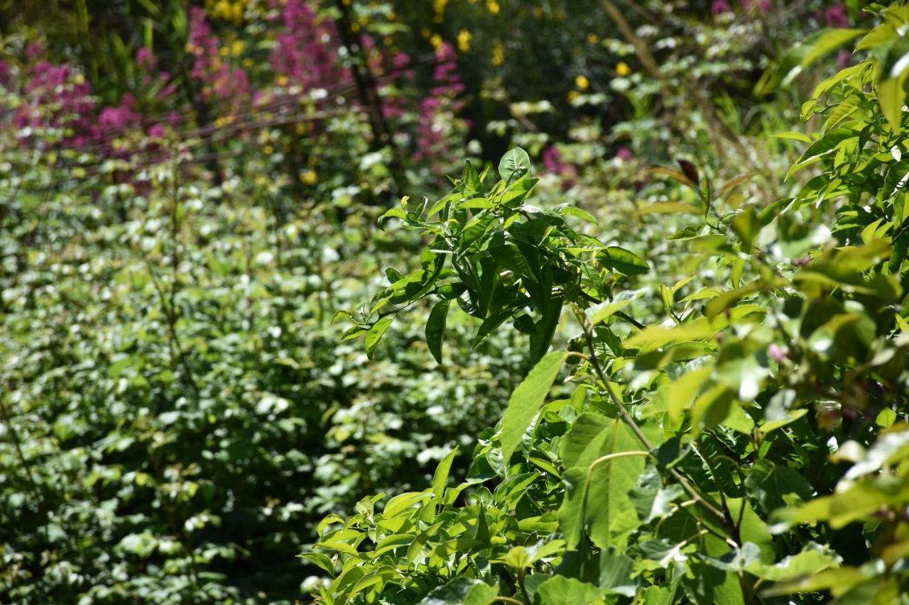 B&B Nel Verde Montesano sulla Marcellana Dış mekan fotoğraf